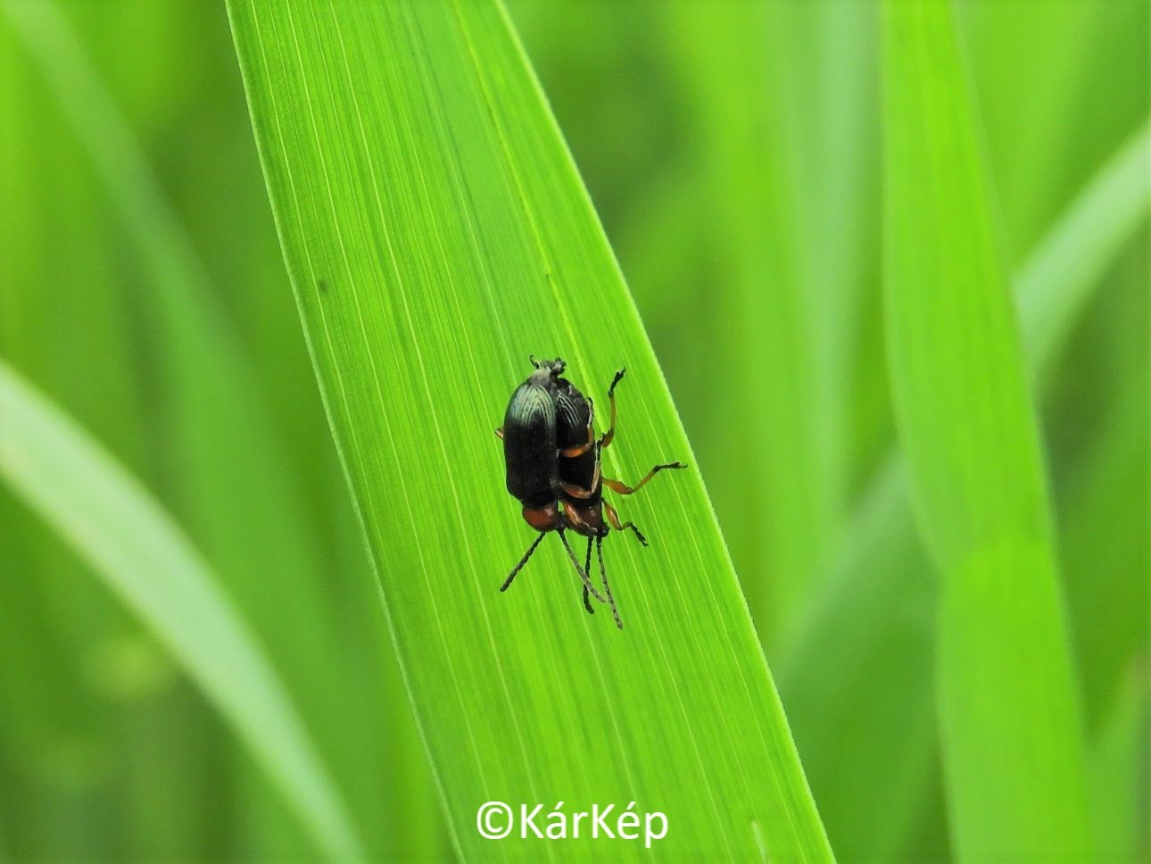 NapiKép 2021.05.04.