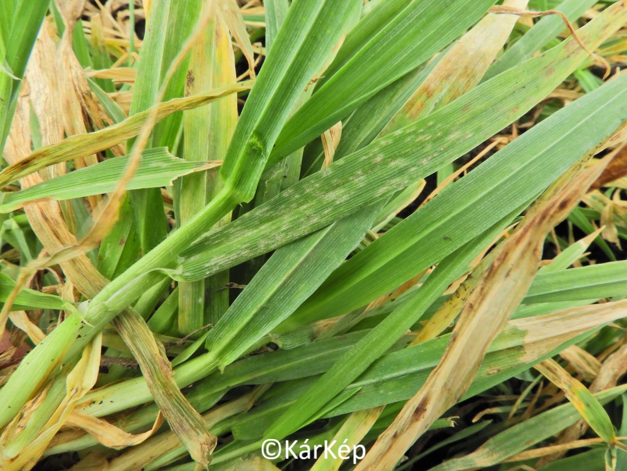 NapiKép 2021.03.02.