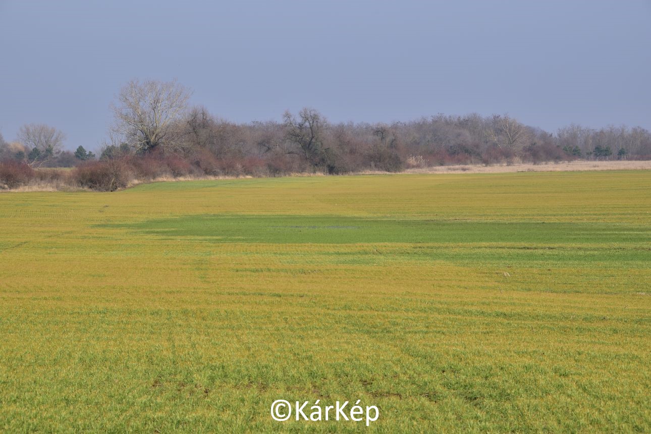 NapiKép 2021.03.08.