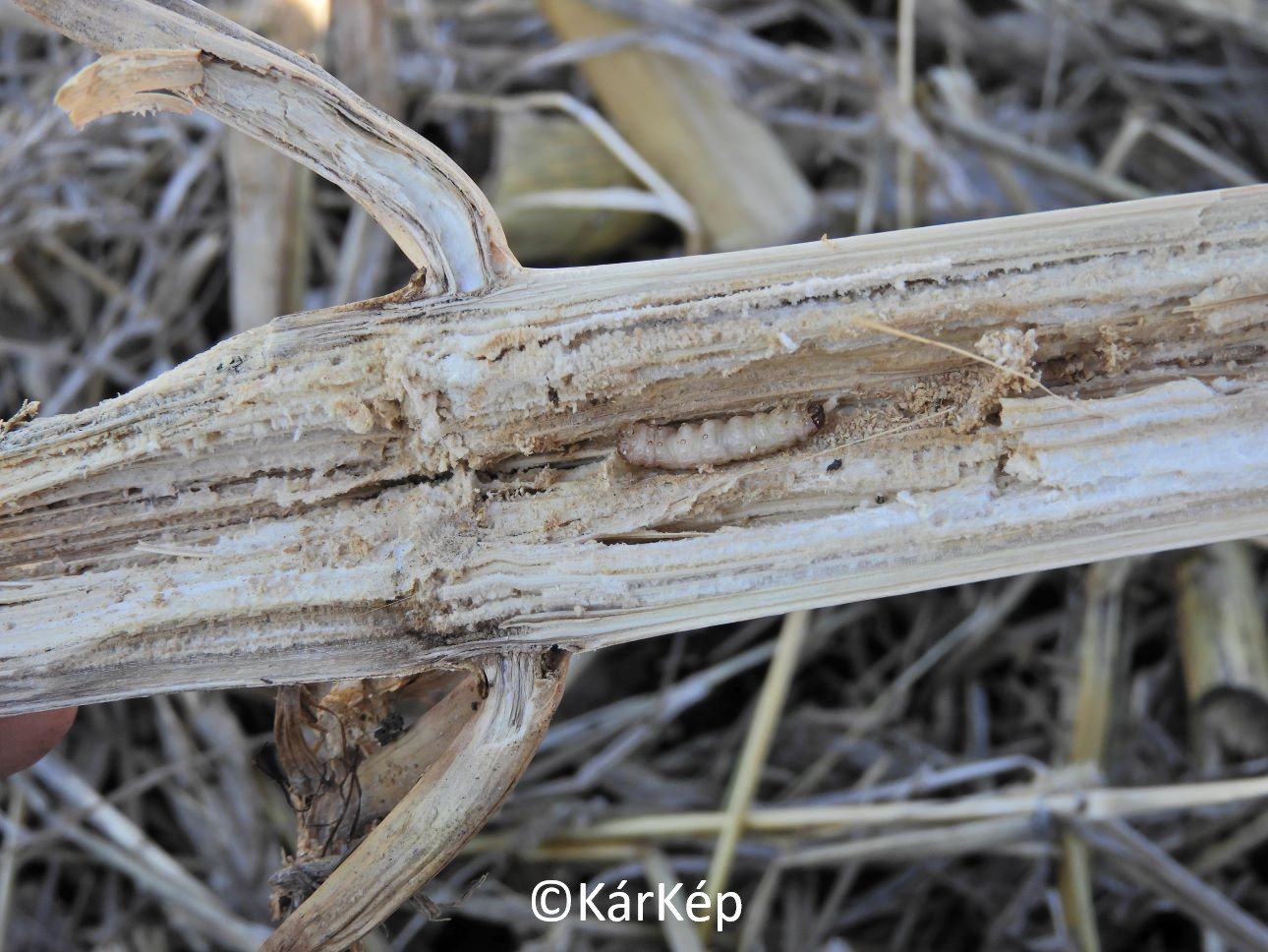 NapiKép 2021.03.25.