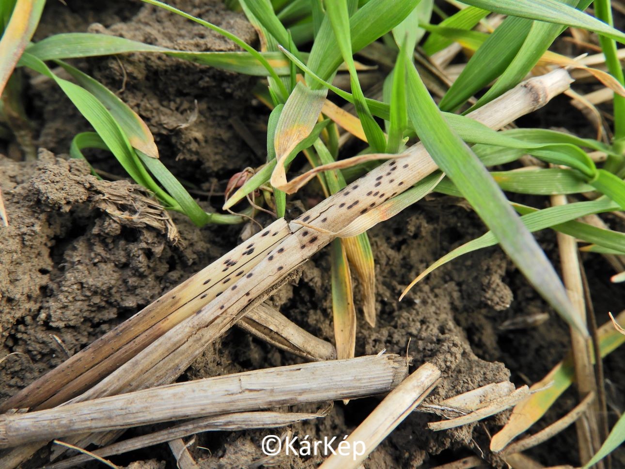 NapiKép 2021.03.26.