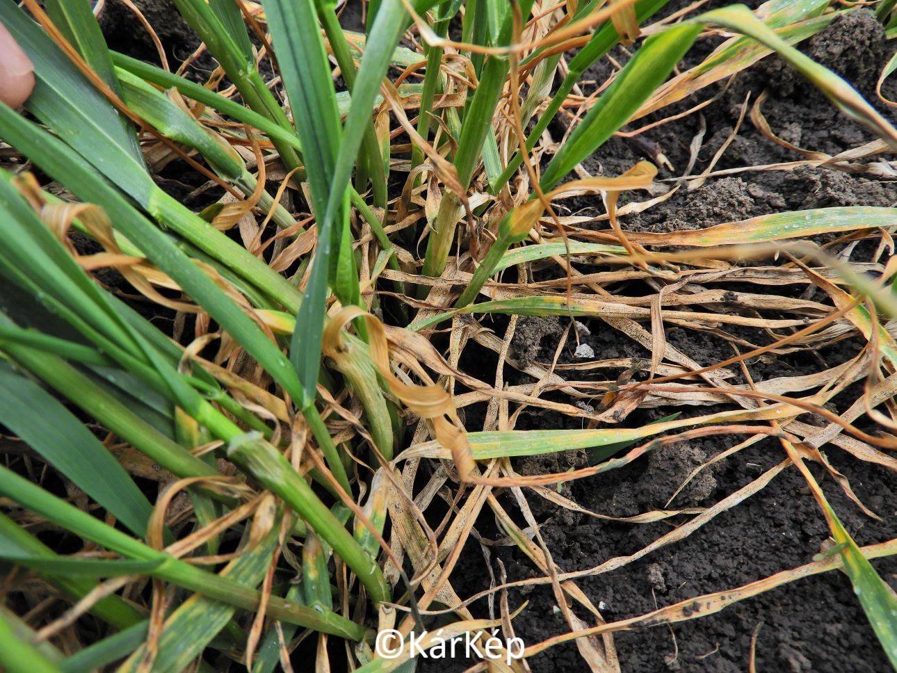 NapiKép 2021.03.20.