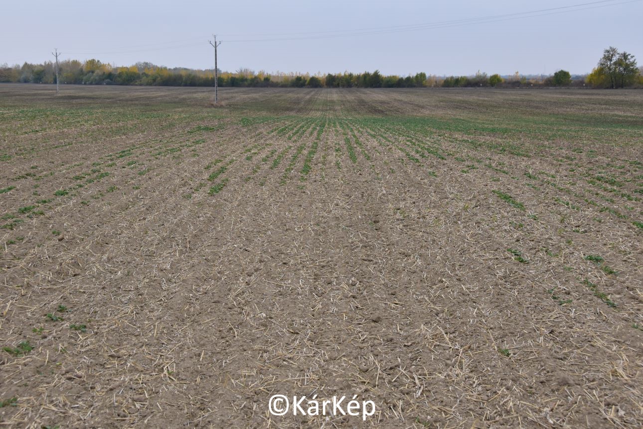 Napikép 2021.11.09.