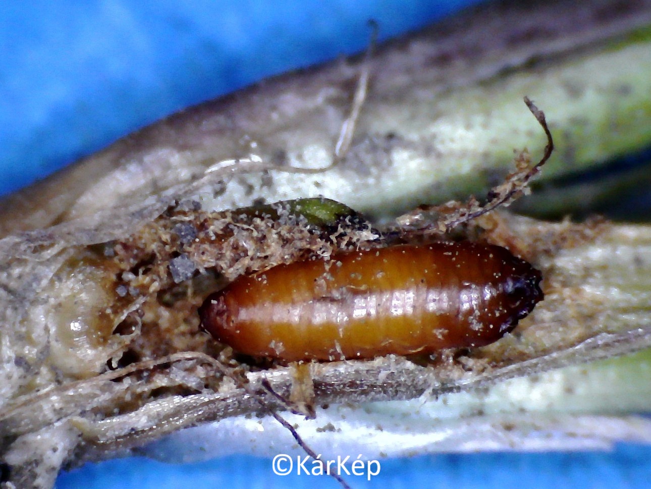 NapiKép 2021.11.23.