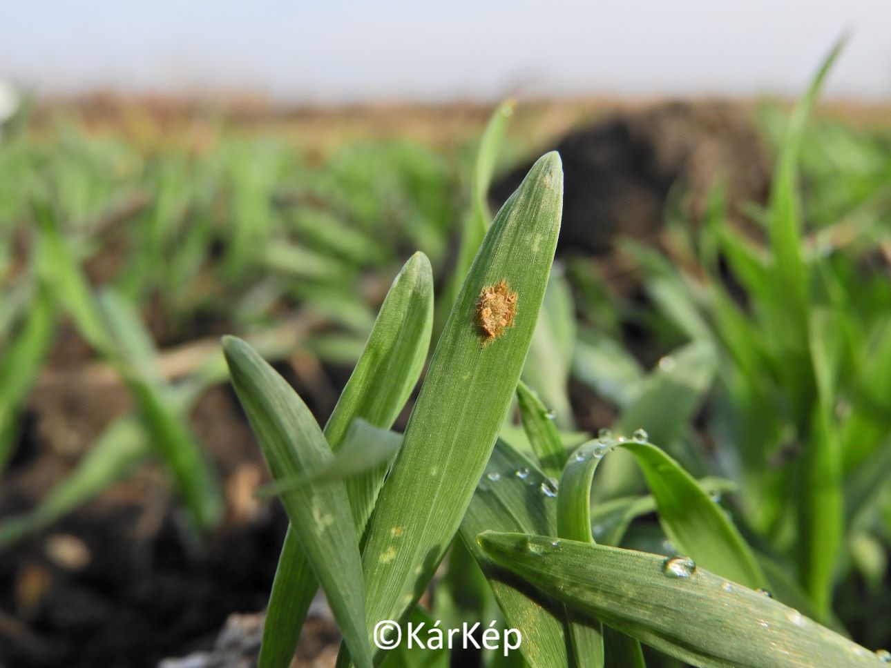 NapiKép 2021.11.29.