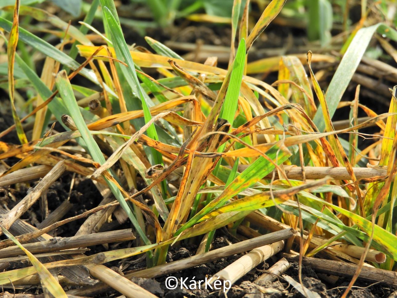 NapiKép 2021.10.08.