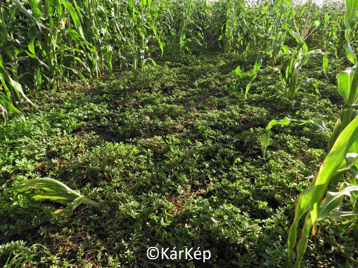 NapiKép 2021.10.10.