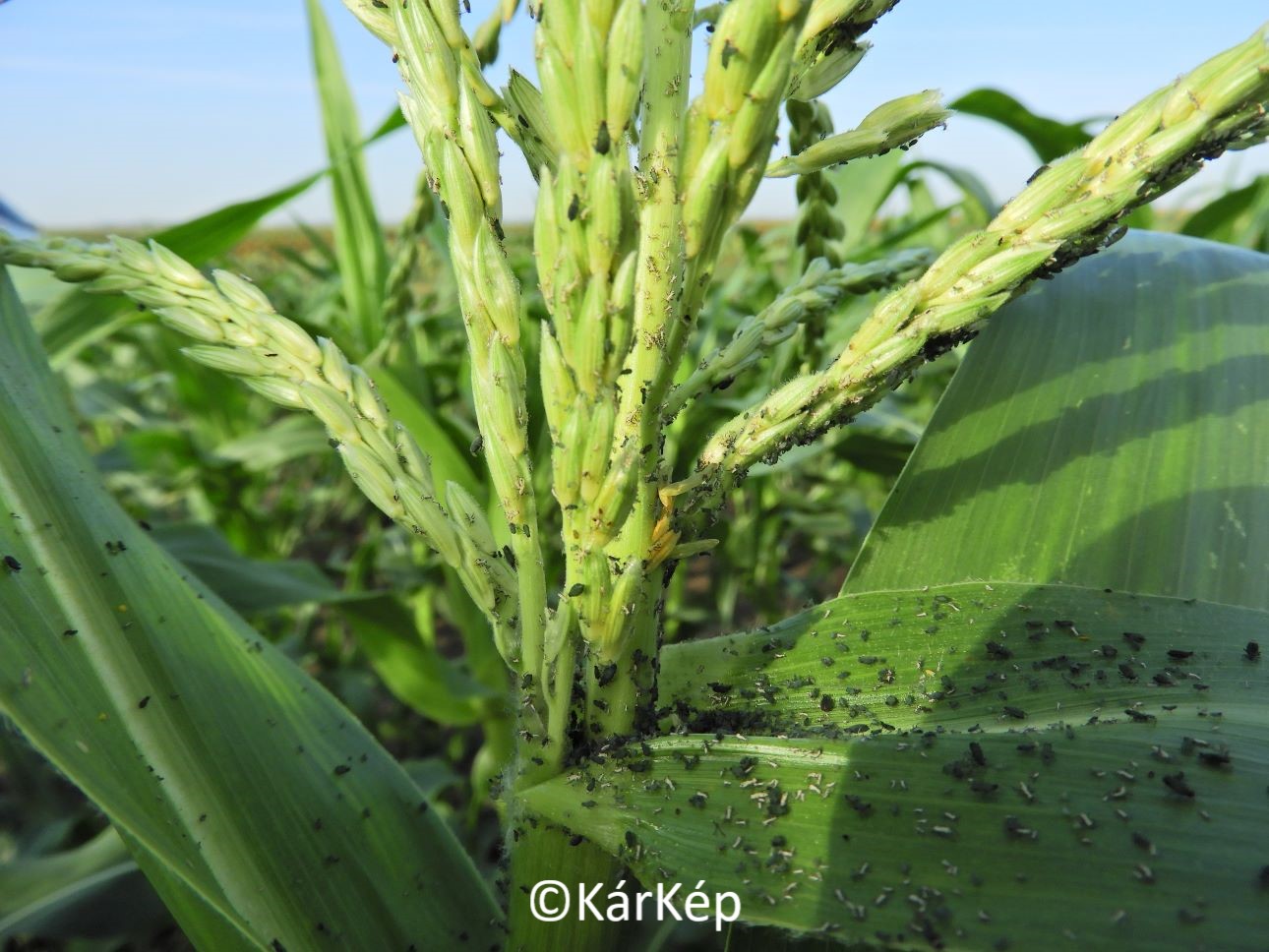 NapiKép 2021.09.08.