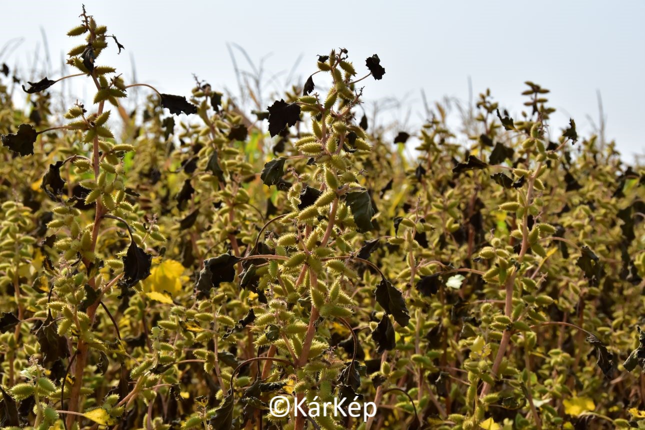 NapiKép 2021.09.28.
