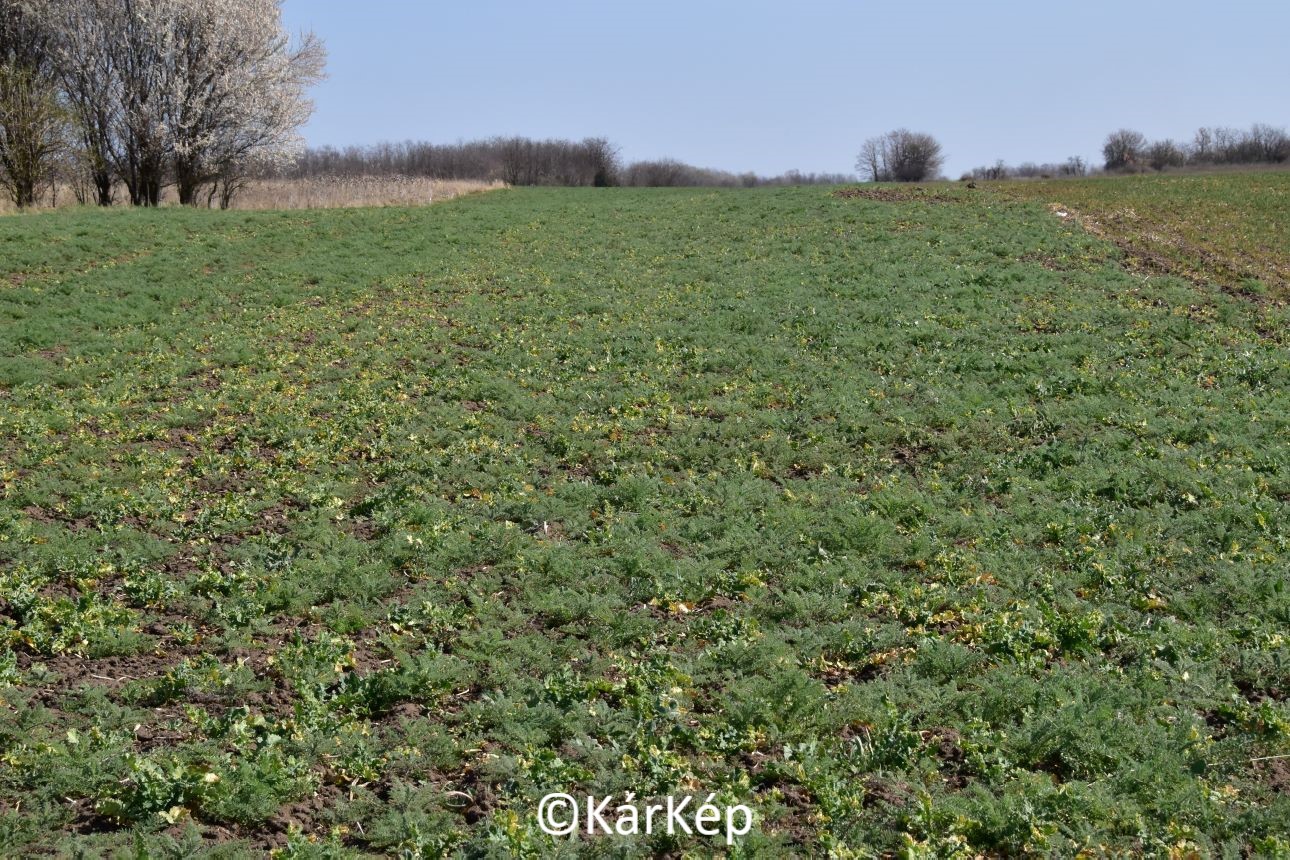 NapiKép 2022.04.07.