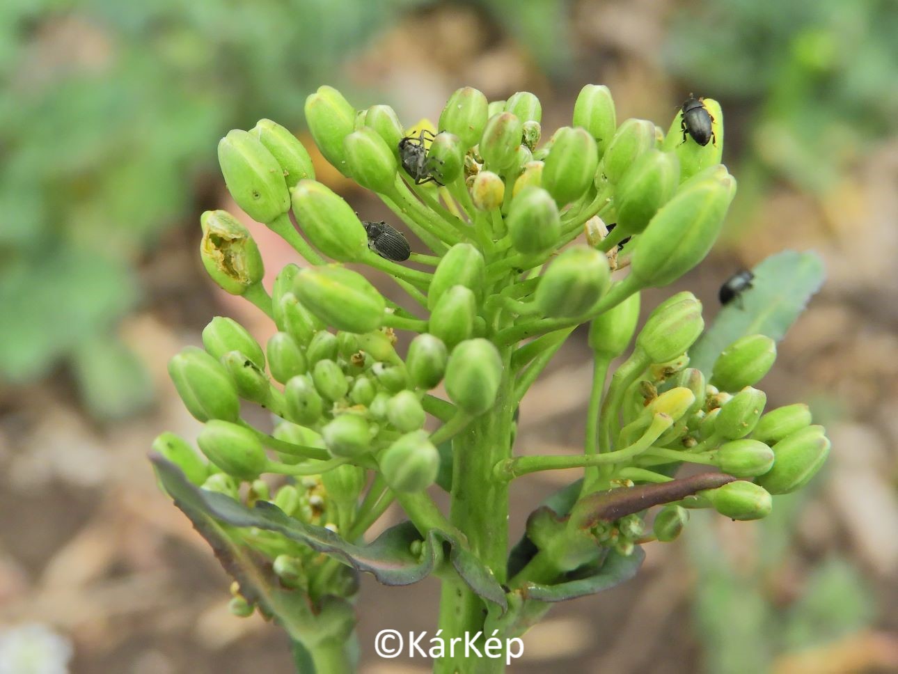 NapiKép 2022.04.12.