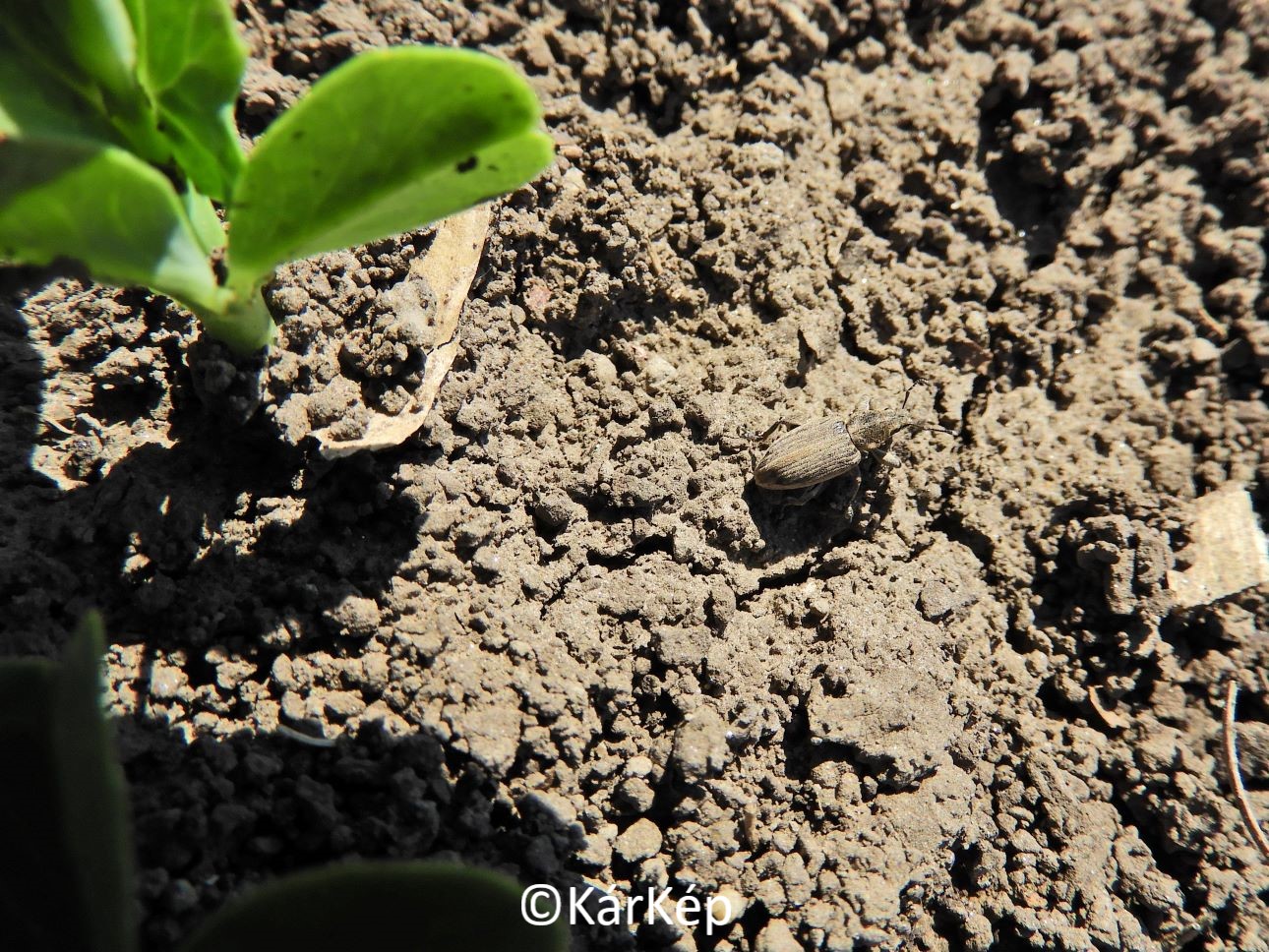 NapiKép 2022.04.13.