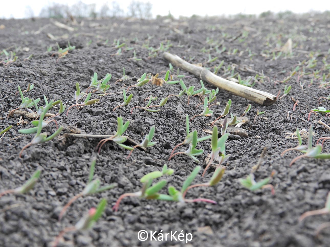 NapiKép 2022.04.26.