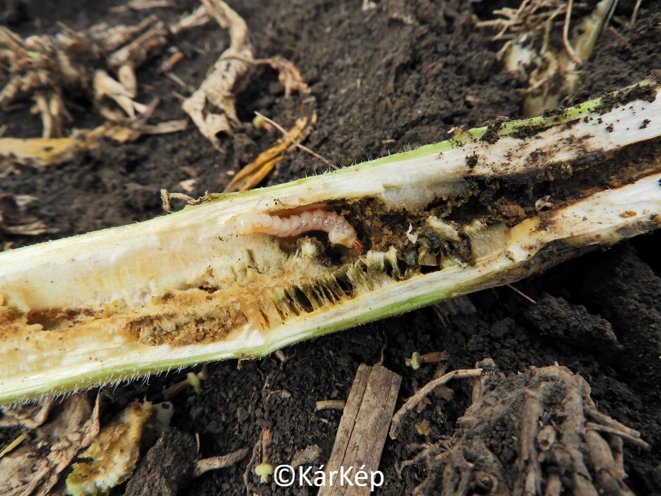 NapiKép 2022.08.02.