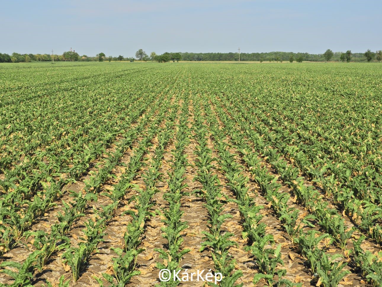 NapiKép 2022.08.04.