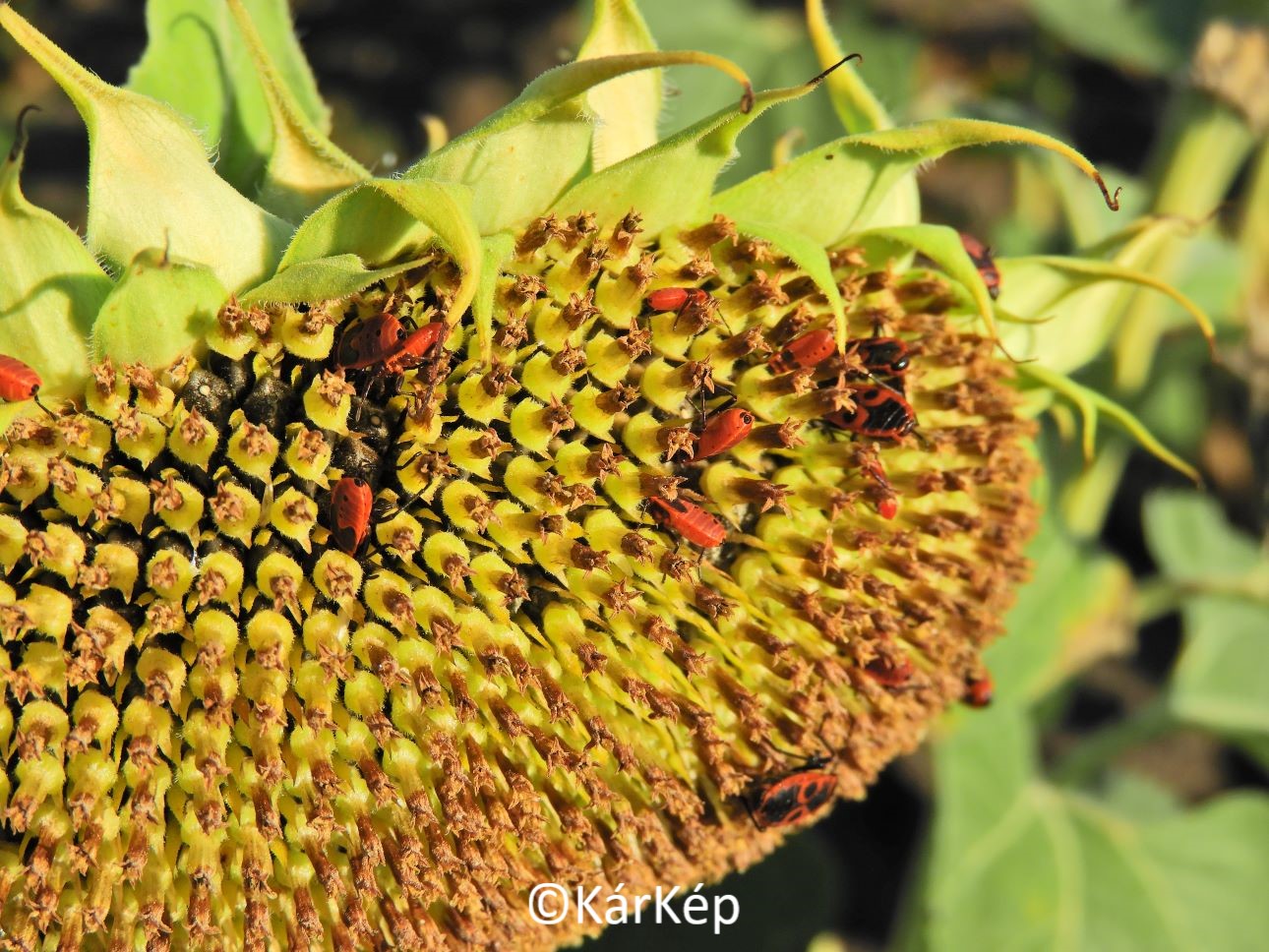 NapiKép 2022.08.08. 