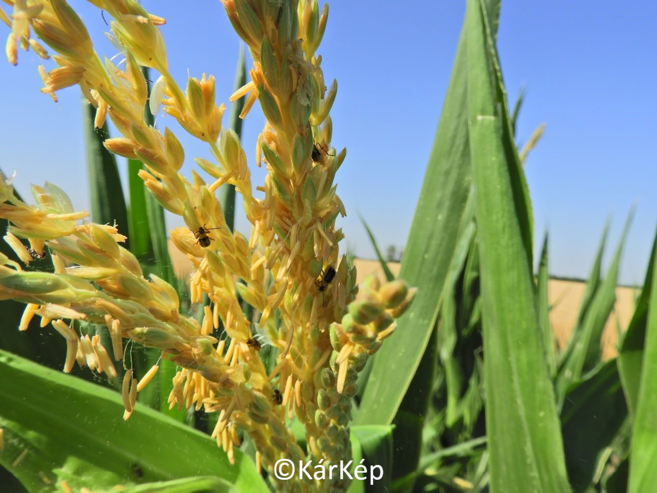 NapiKép 2022.07.01.