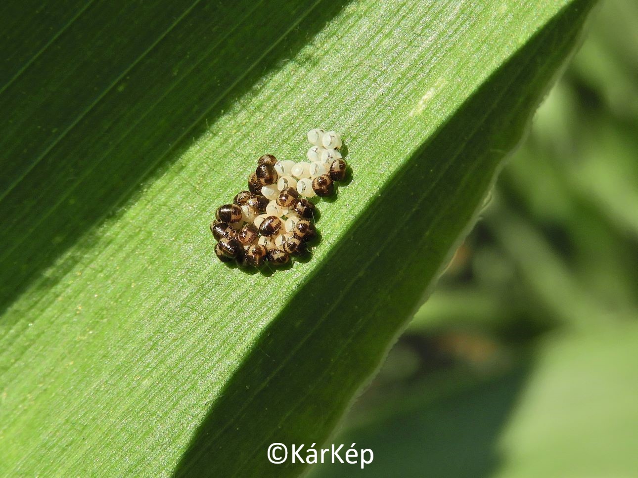 NapiKép 2022.07.10.