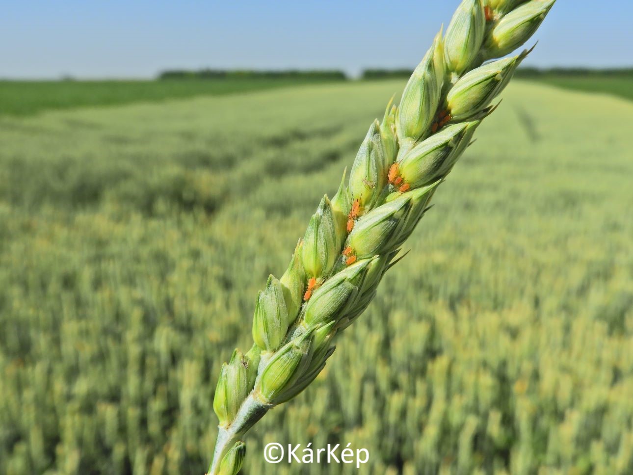 NapiKép 2022.06.10.