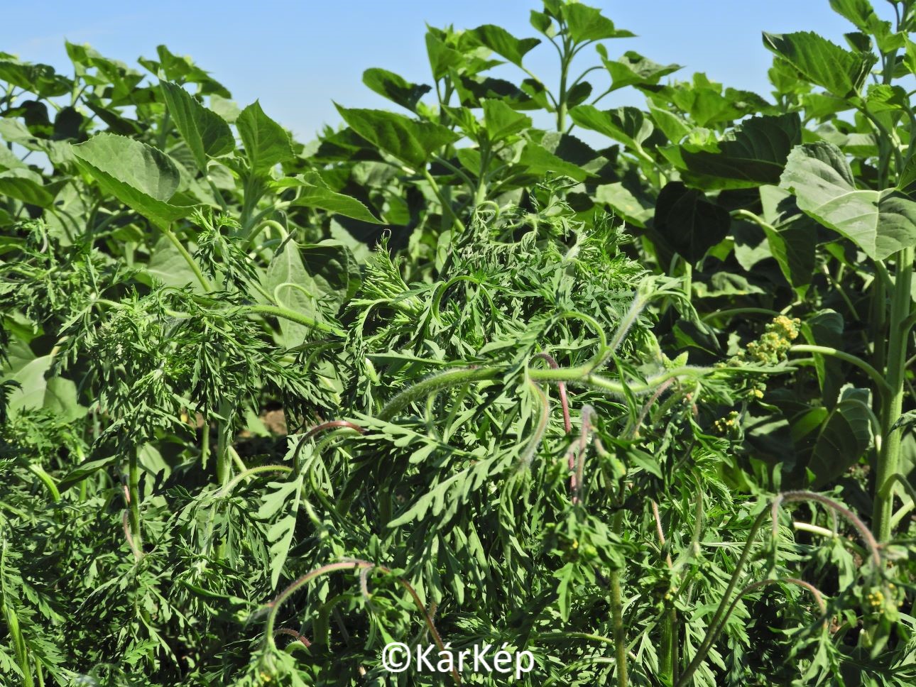 NapiKép 2022.06.17.