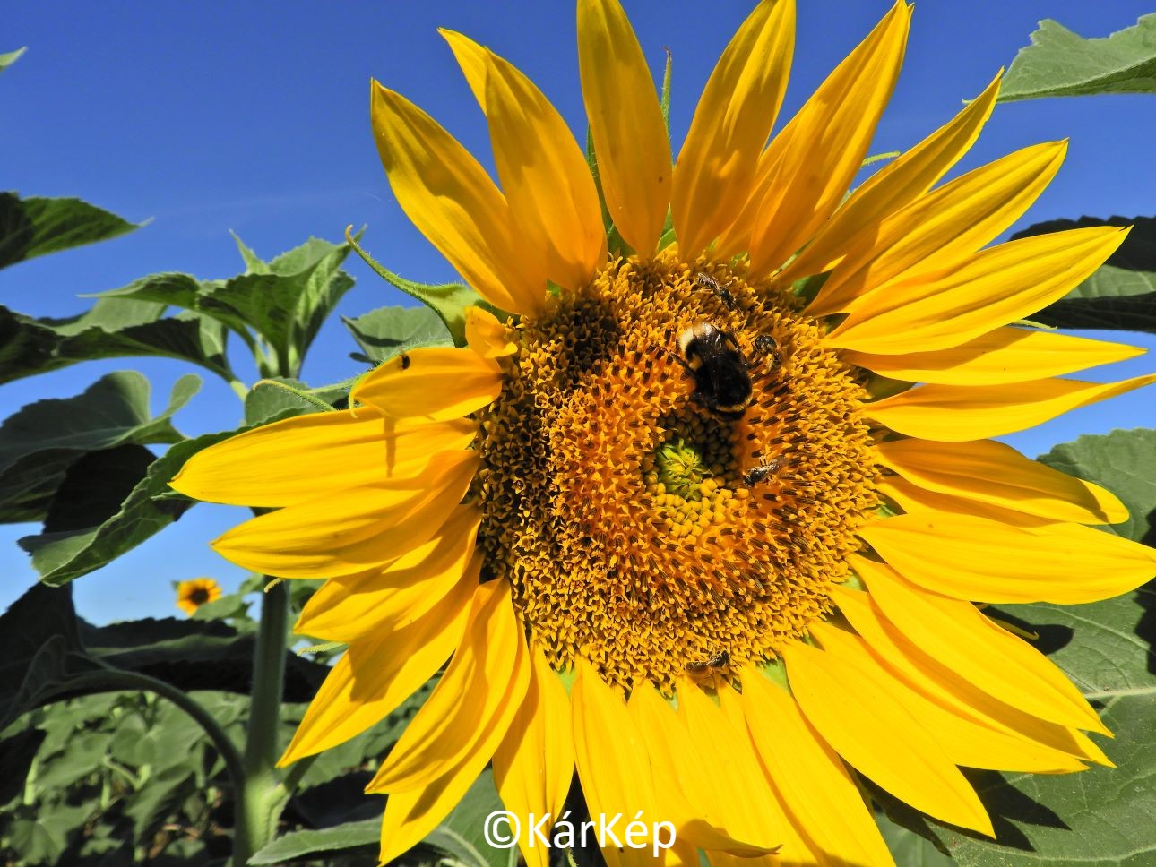 NapiKép 2022.06.18.