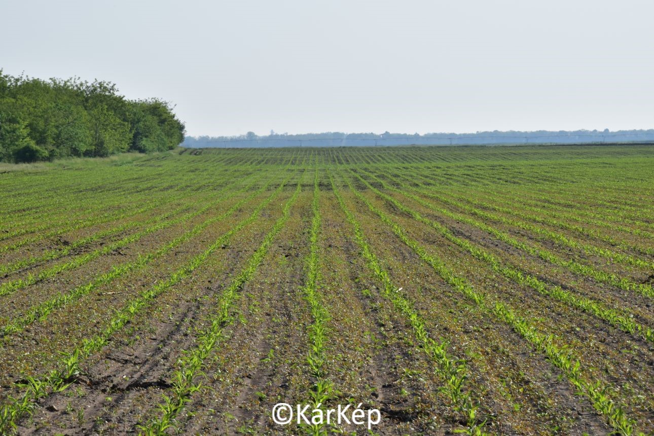 NapiKép 2022.05.15.