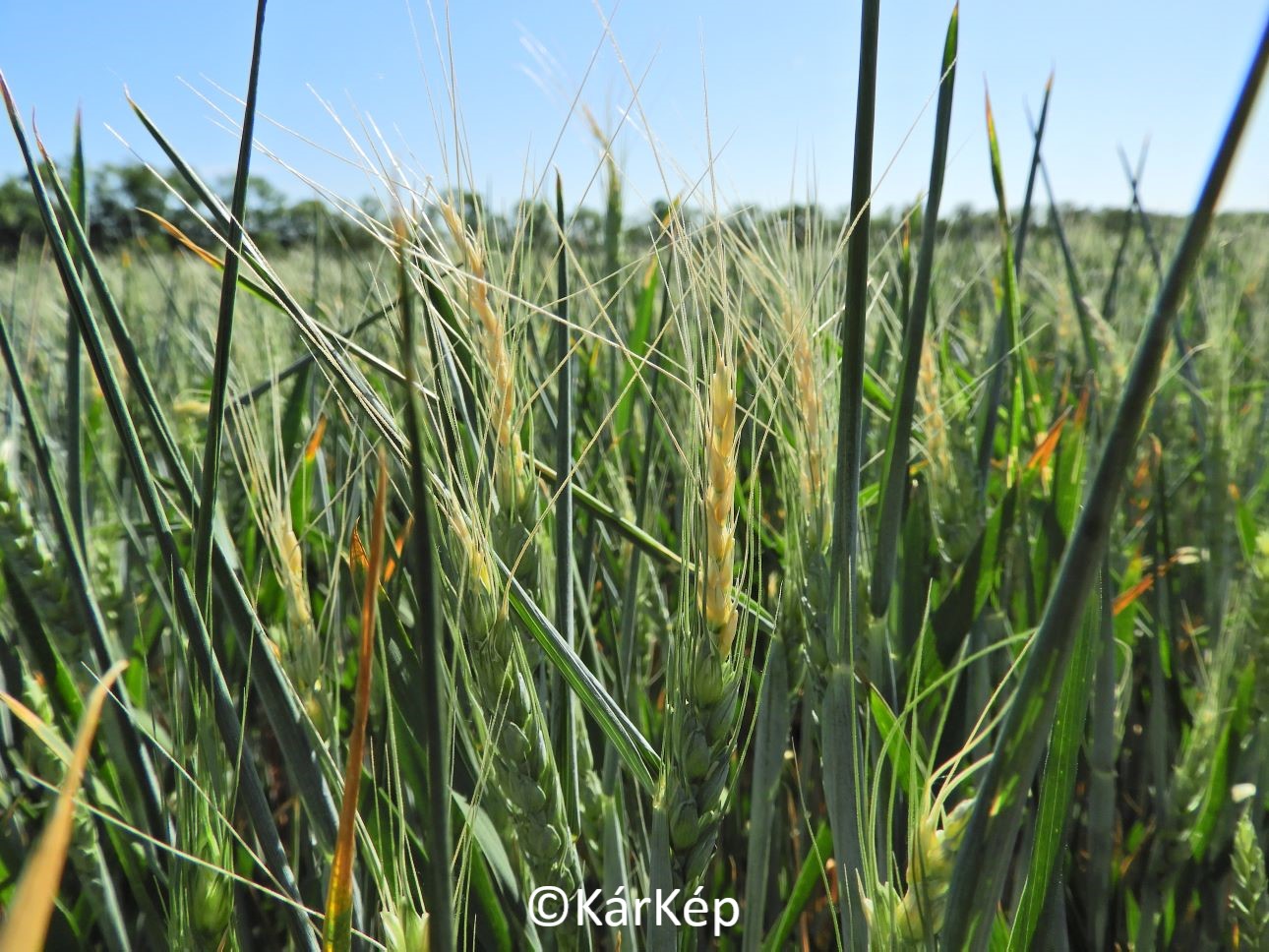 NapiKép 2022.05.20.