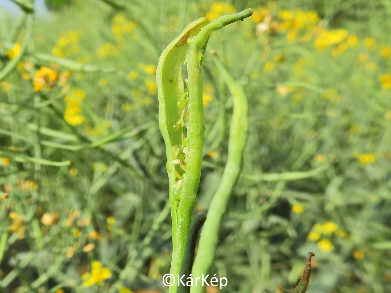 NapiKép 2022.05.21.