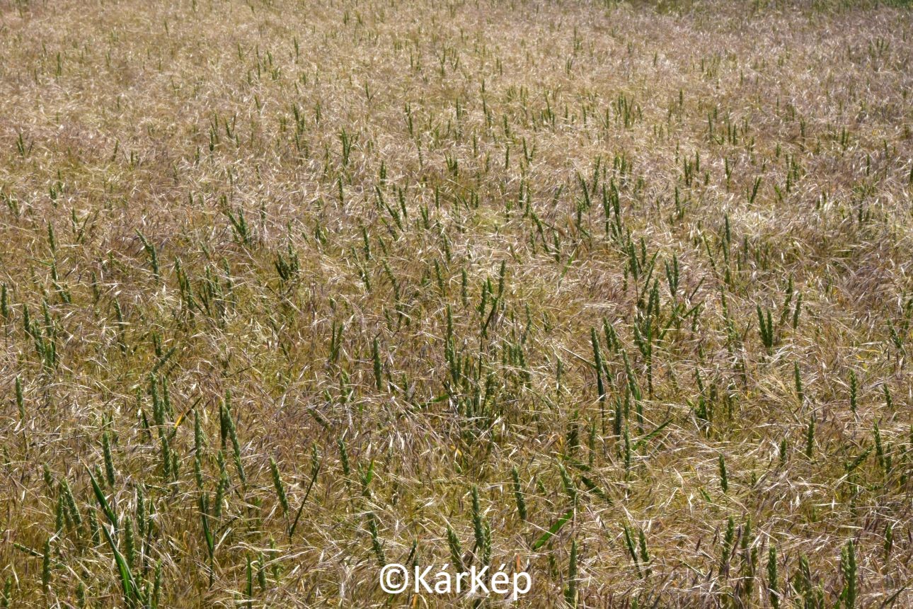 NapiKép 2022.05.26.