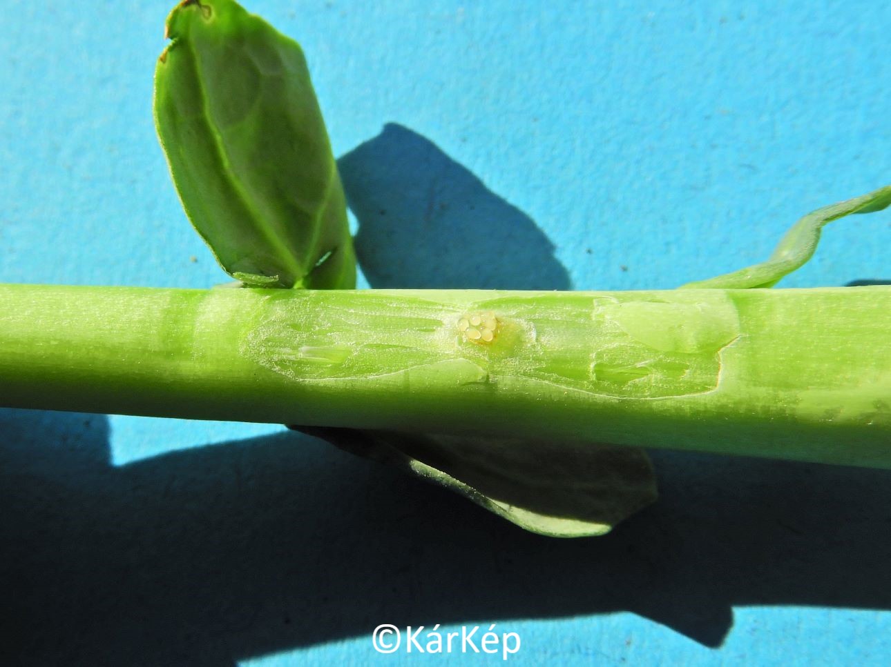 NapiKép 2022.03.03.