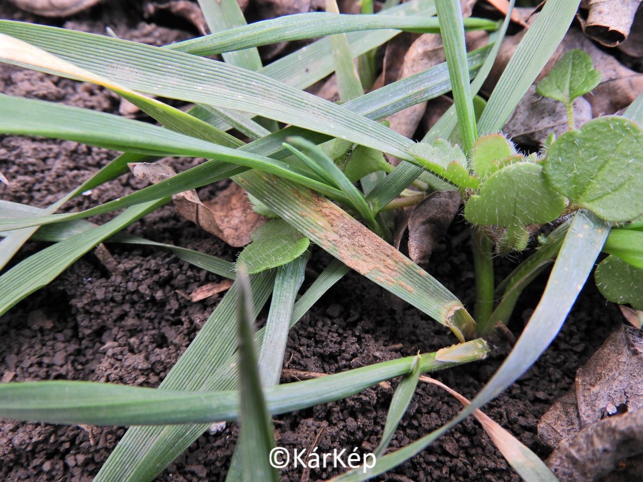 NapiKép 2022.03.08.