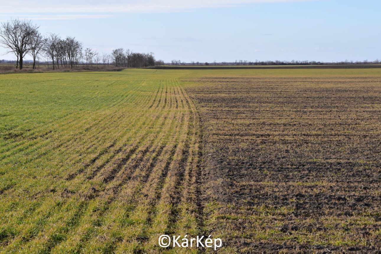 NapiKép 2022.03.12.