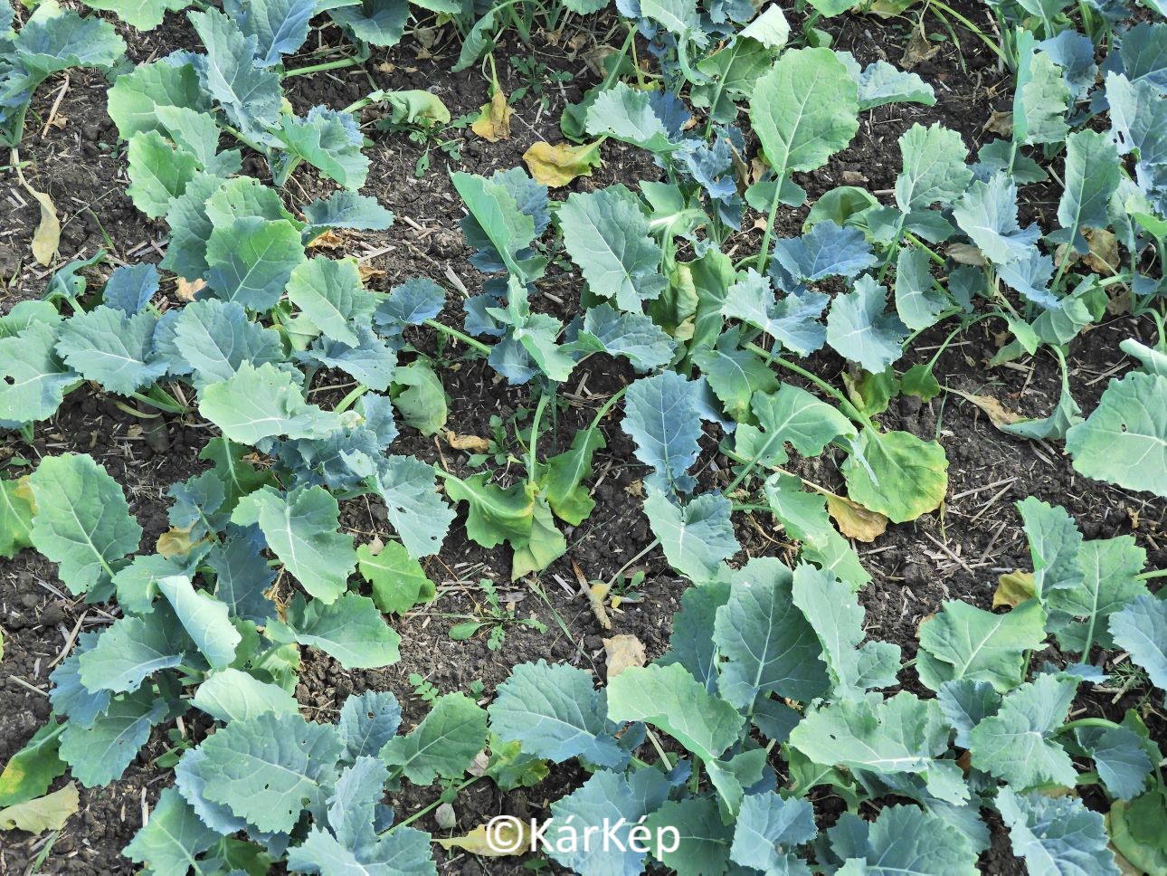 NapiKép 2022.11.02.