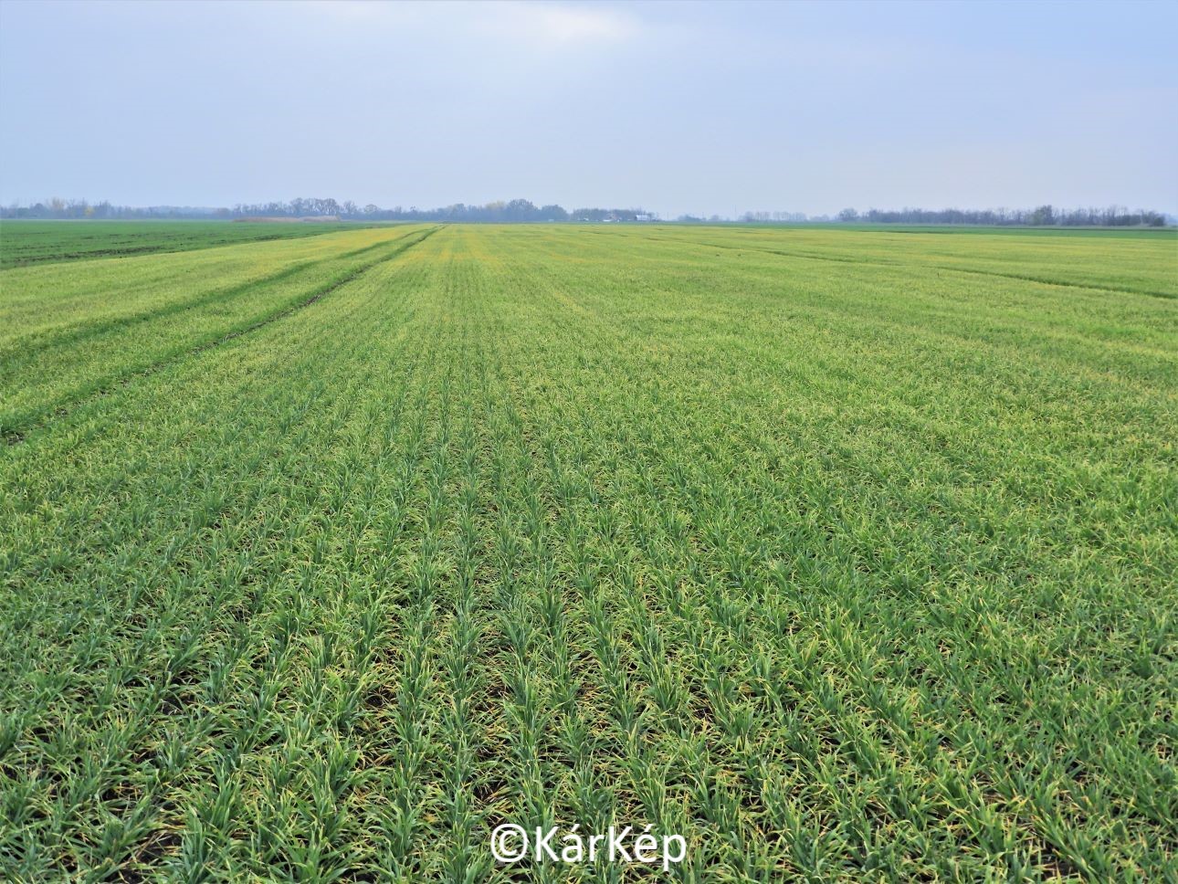 NapiKép 2022.11.11.