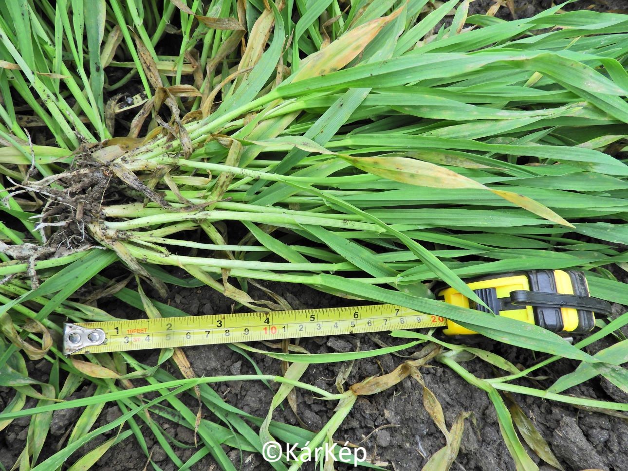 NapiKép 2022.11.23.