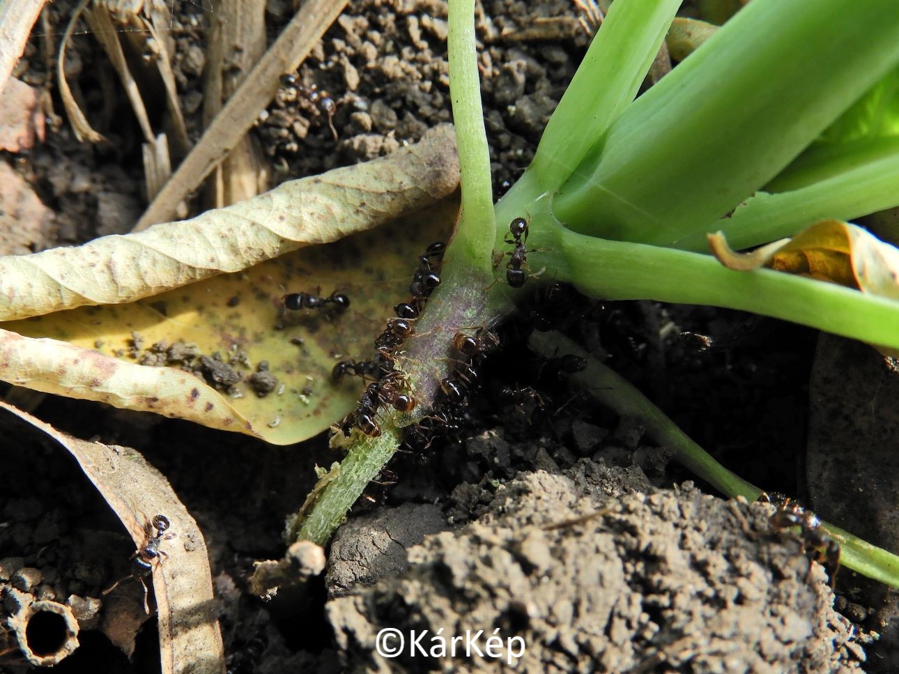 NapiKép 2022.10.17.