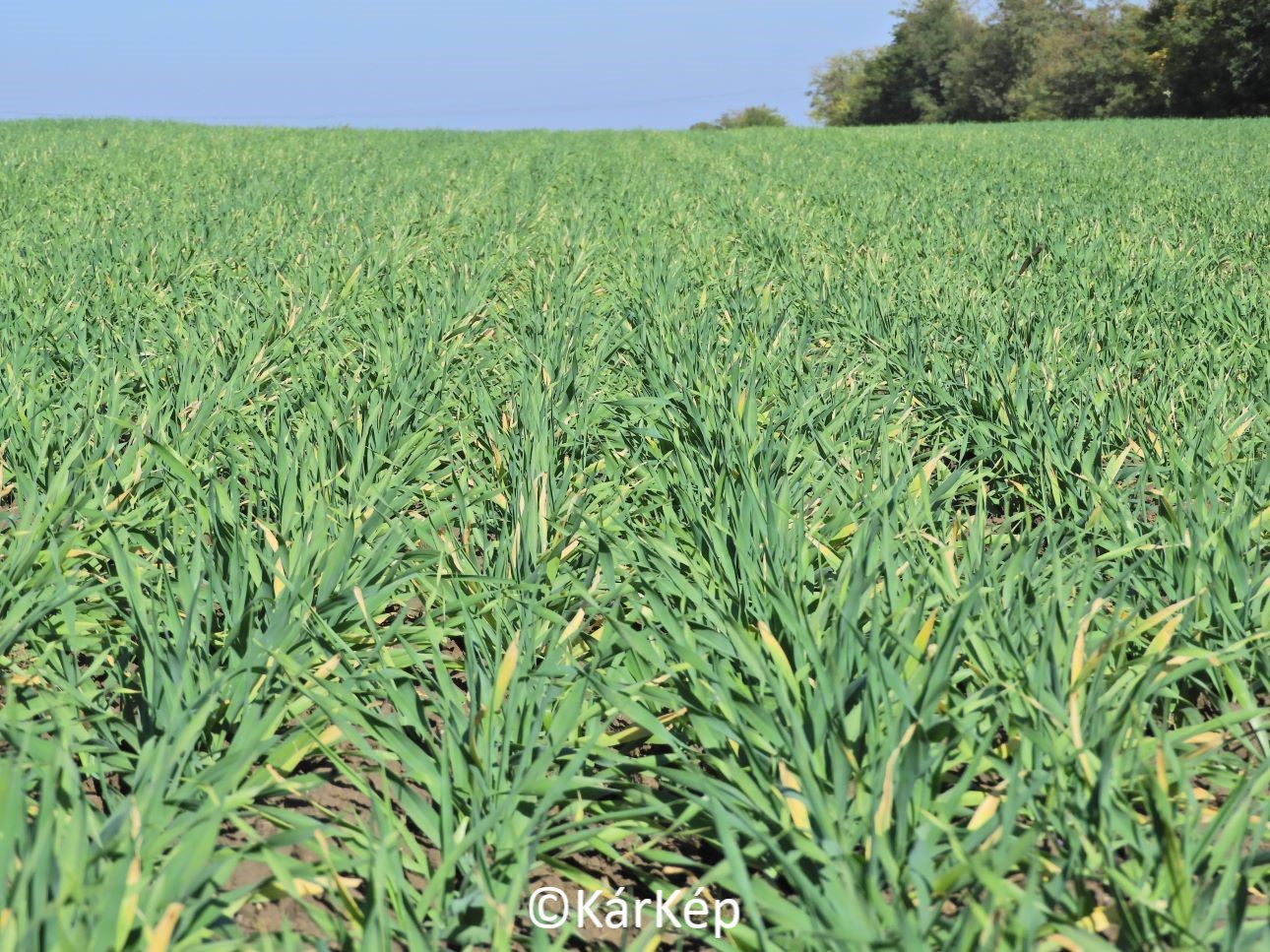 NapiKép 2022.10.21.