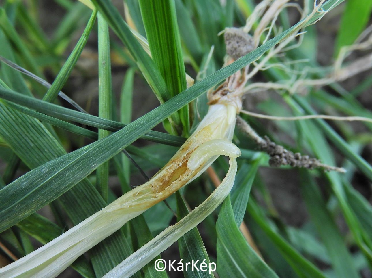 NapiKép 2022.10.25.