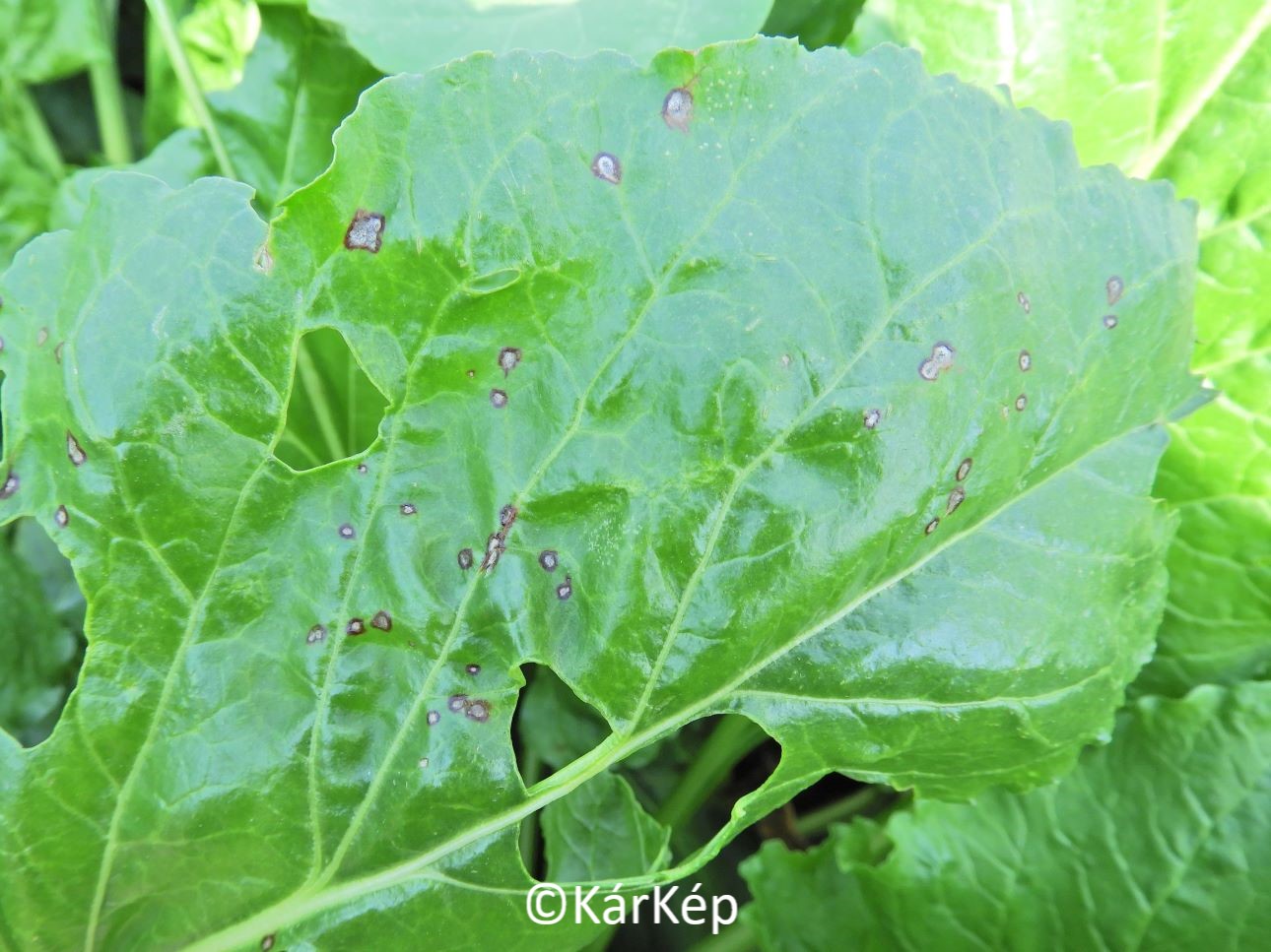 NapiKép 2022.09.08.