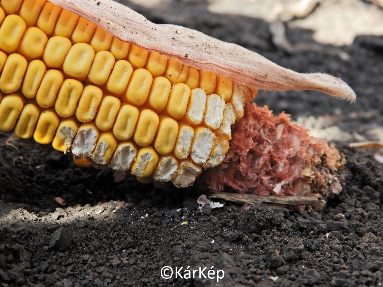 NapiKép 2022.09.18.