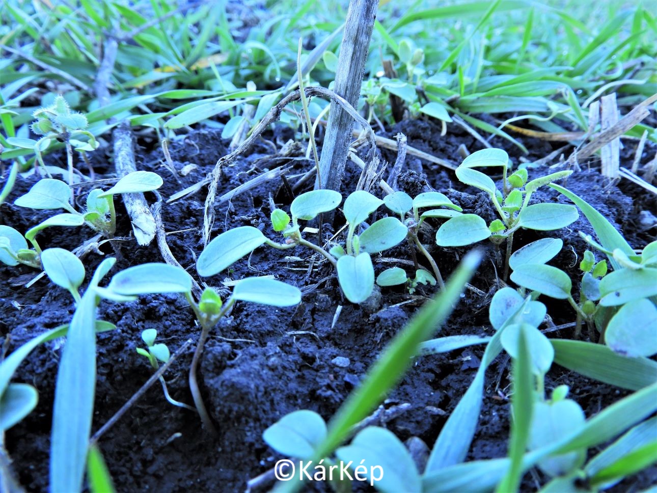 NapiKép 2023.01.08.