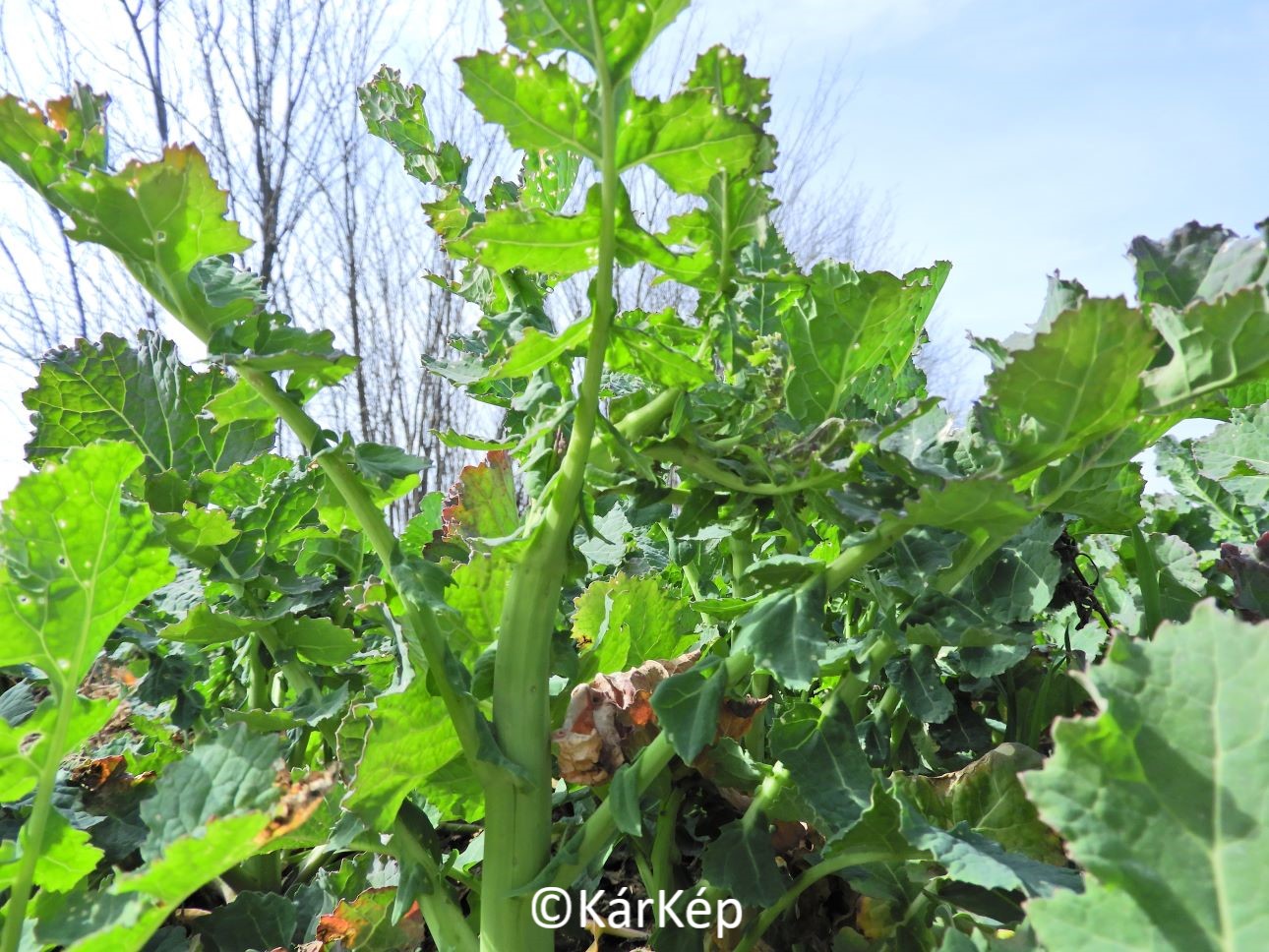 NapiKép 2023.03.24.