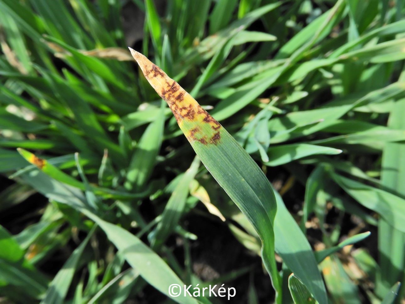 NapiKép 2023.03.25.