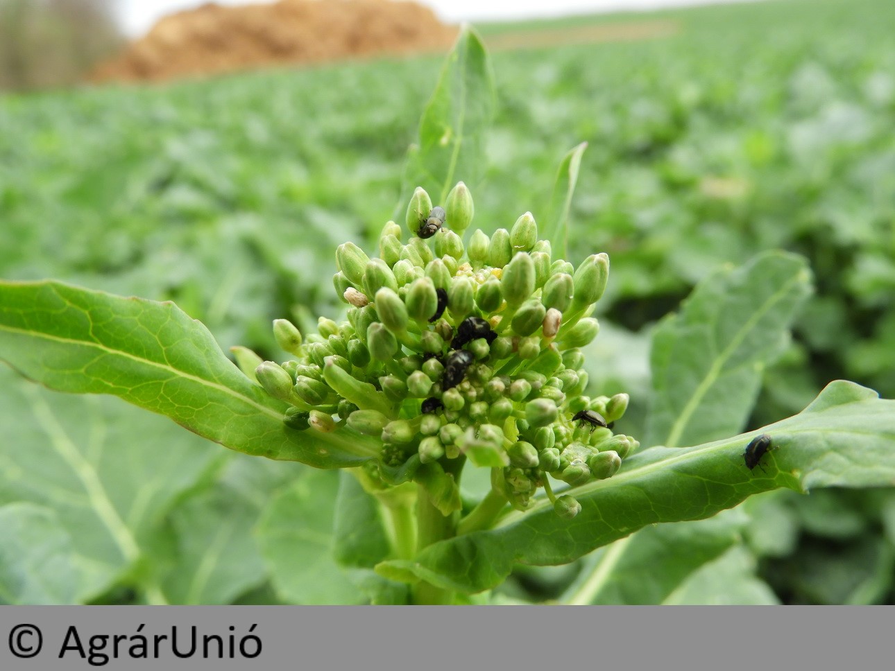 NapiKép 2018.04.08.