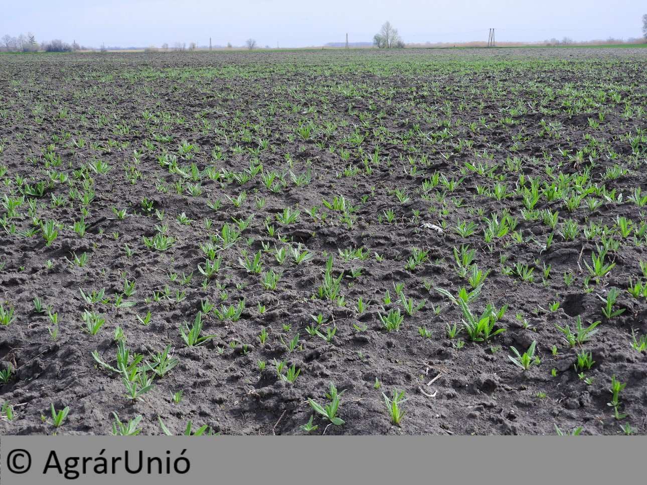 NapiKép 2018.04.15.