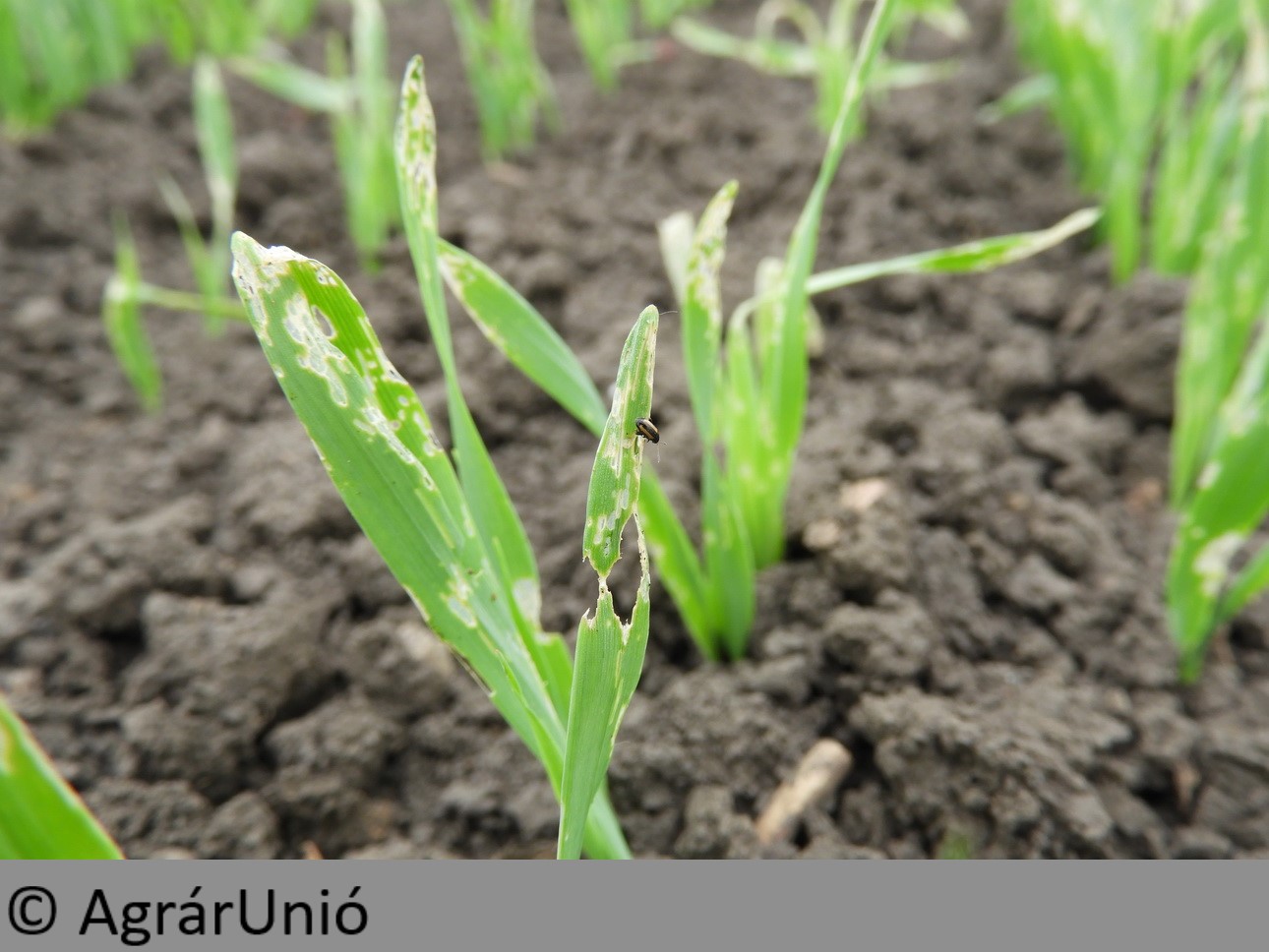 NapiKép 2018.04.25.