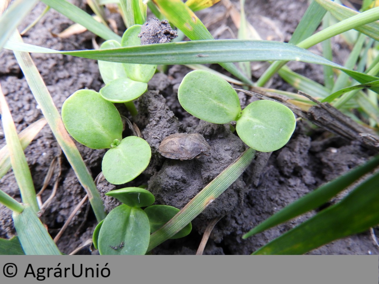 NapiKép 2018.04.17.