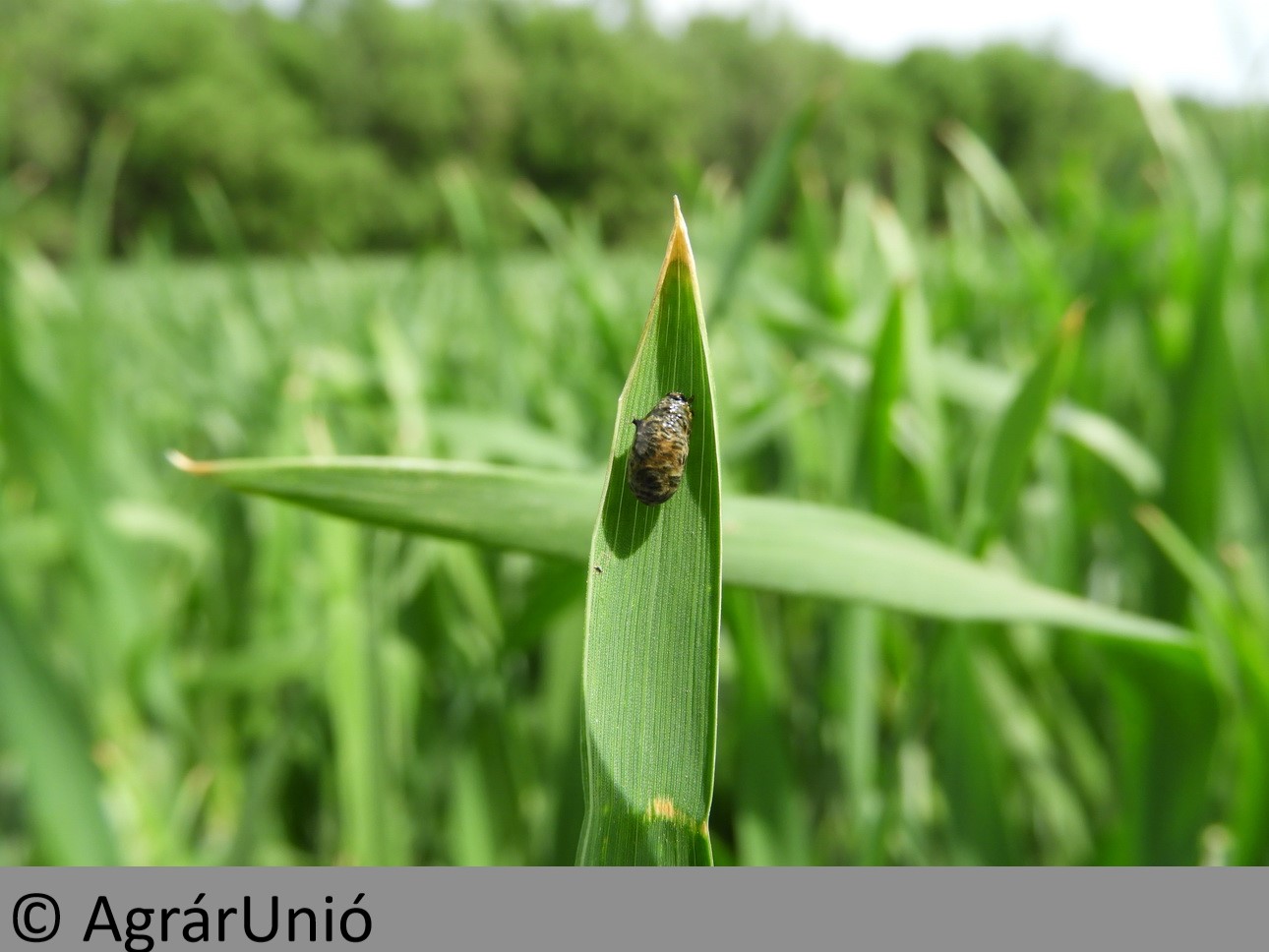 NapiKép 2018.05.08.