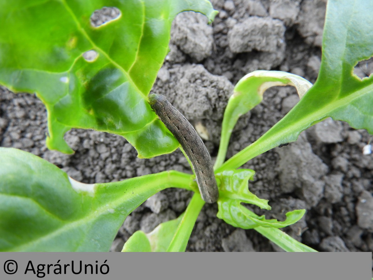 NapiKép 2018.05.13.