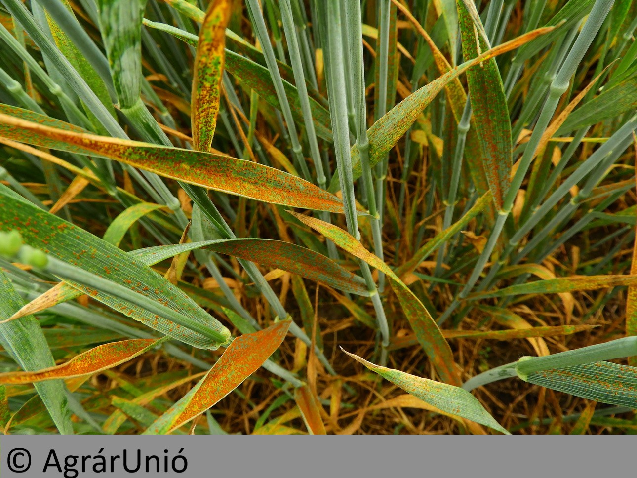 NapiKép 2018.05.24.